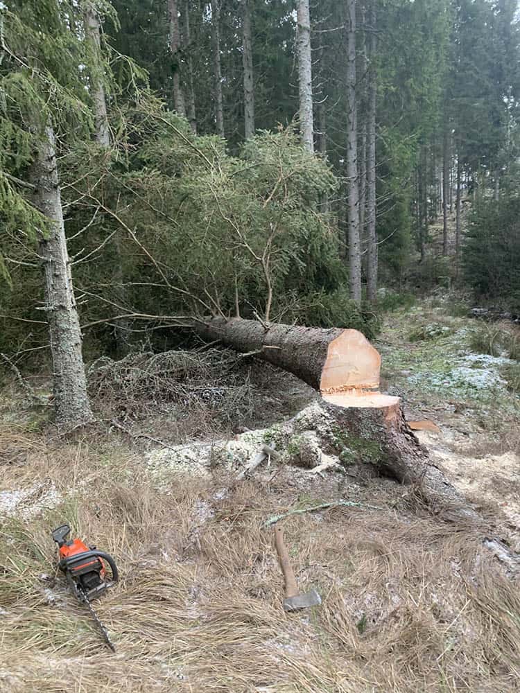 Peder Gustavsson Stubbfräsning och trädfällning
