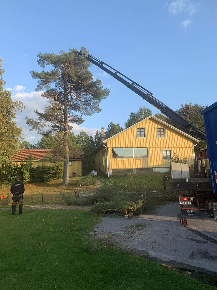 Peder Gustavsson Stubbfräsning kranbil, fällning av stort träd