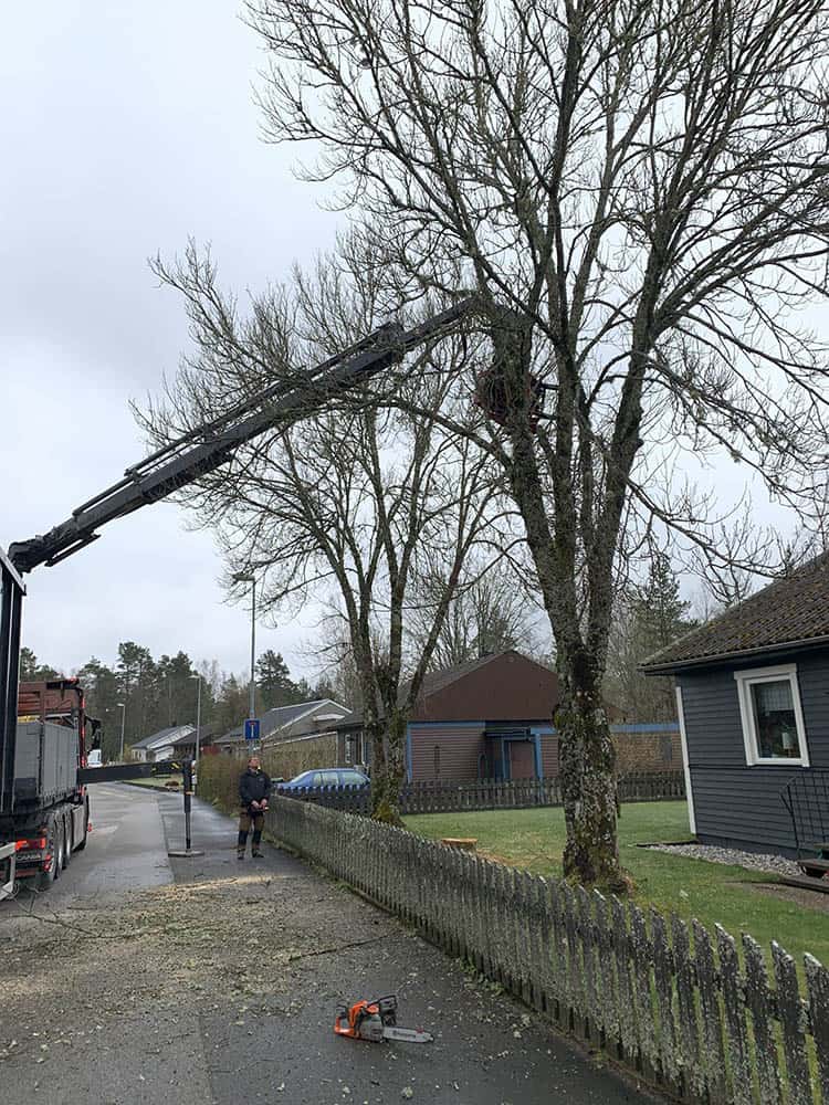 Peder Gustavsson Stubbfräsning med kranbil, fällning av träd
